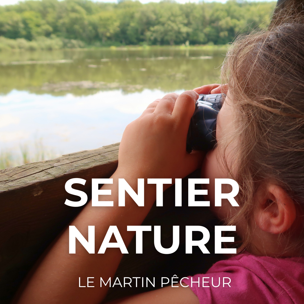 Sentier Nature - le martin pêcheur