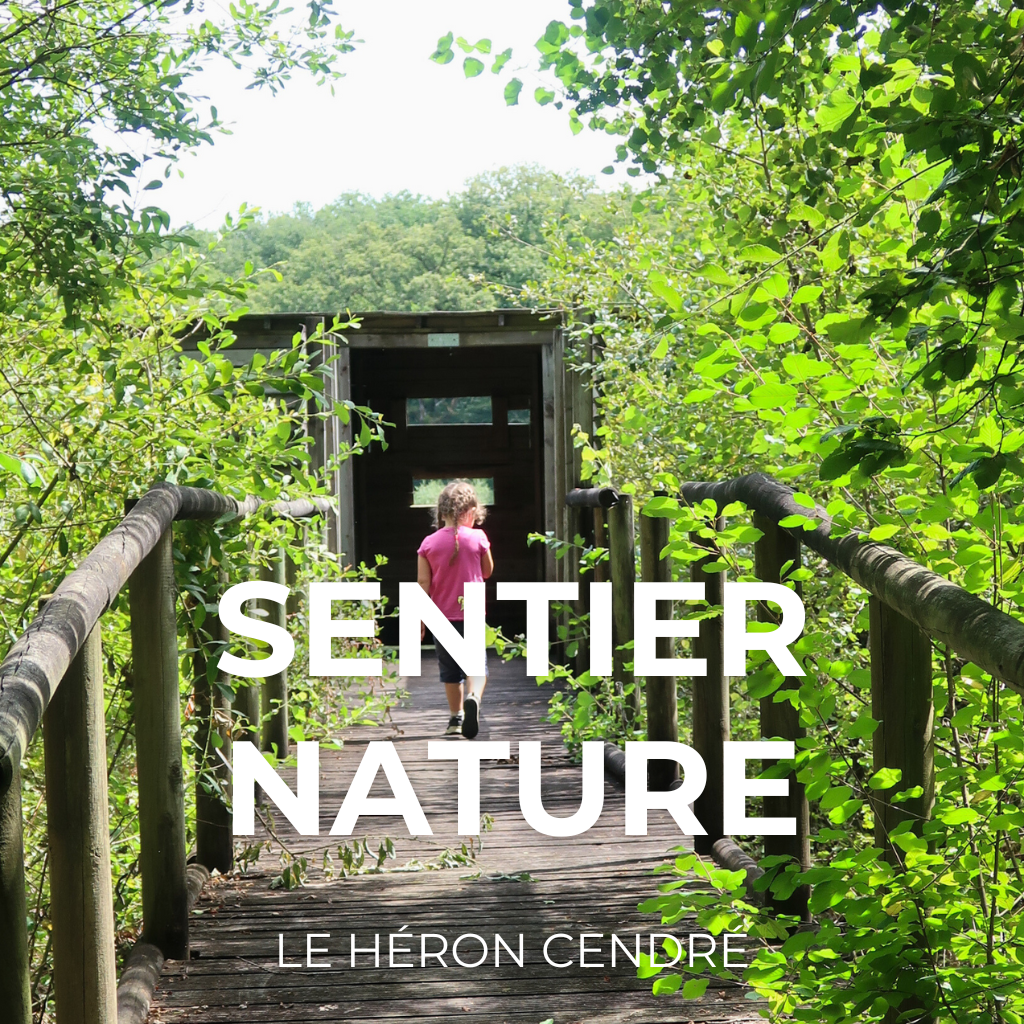 sentier nature - le héron cendré